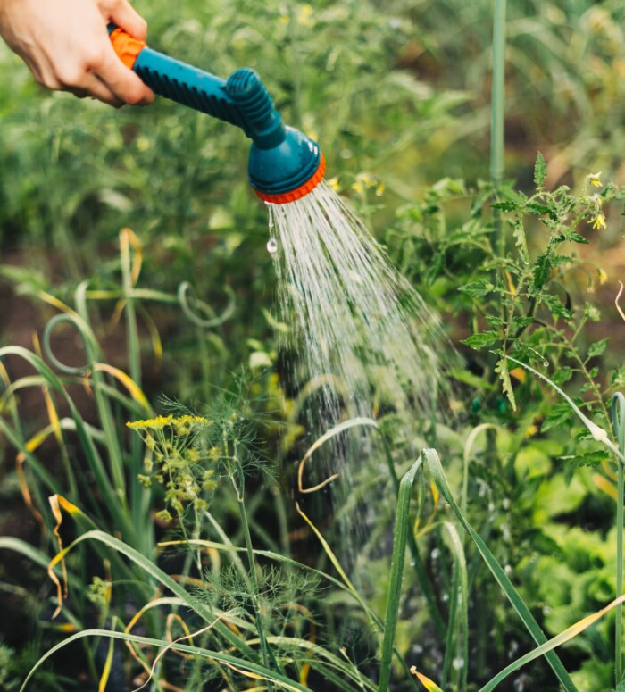 Smart watering: a seasonal guide for healthy plants in arizona