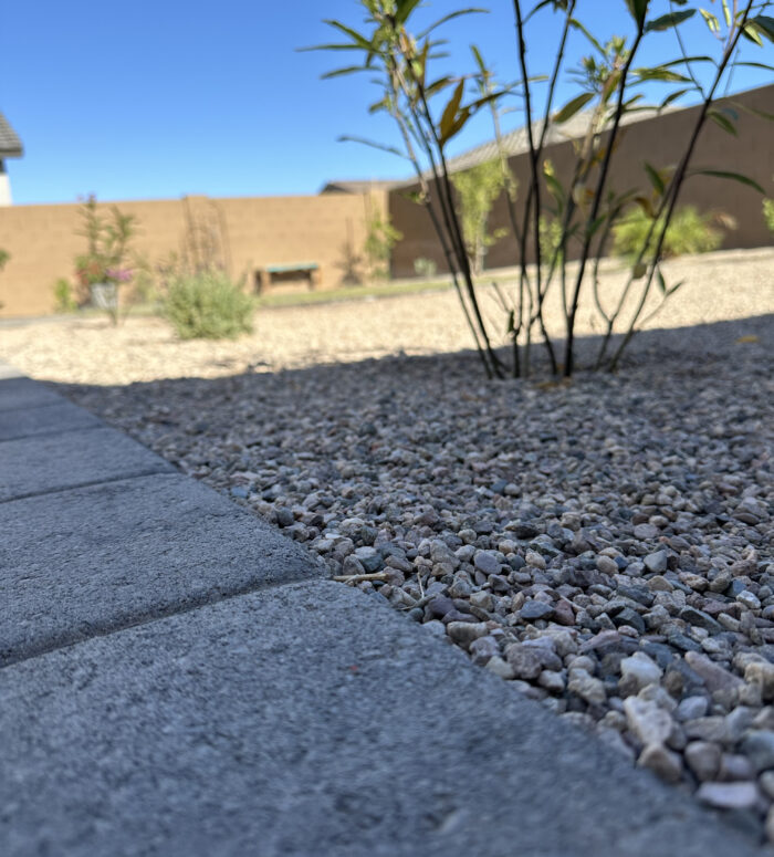 Healthy Arizona plants thriving under proper watering guidelines, demonstrated by Tanner Landscape & Design.